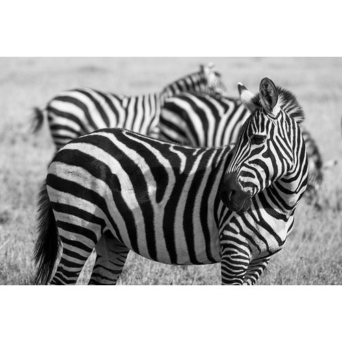 Hopkins, Cindy Miller 아티스트의 Africa-Kenya-Ol Pejeta Conservancy-Bruchells zebra-Equus burchellii-in grassland habitat작품입니다.